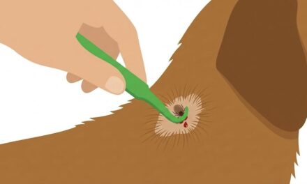 Comment enlever une tique sur un chien en toute sécurité